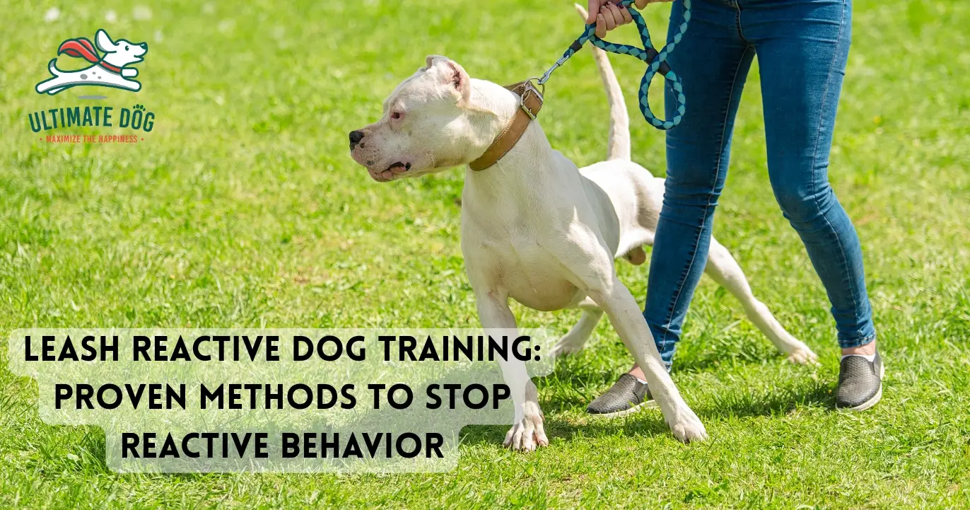 Dog leash reactivity
