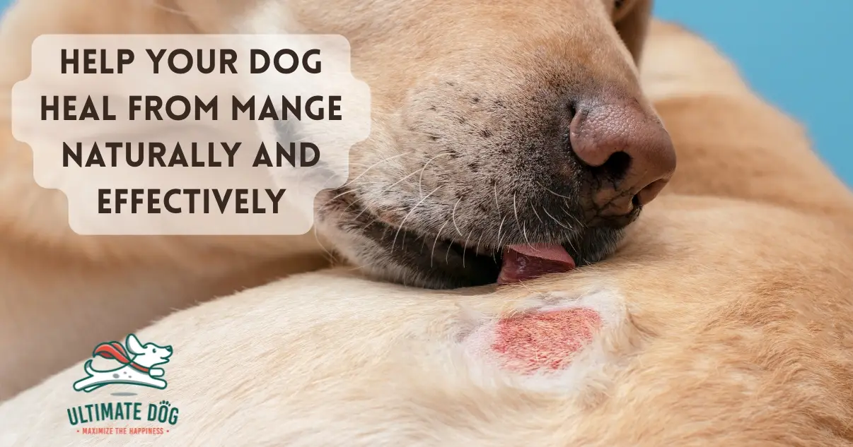 Mange in dogs