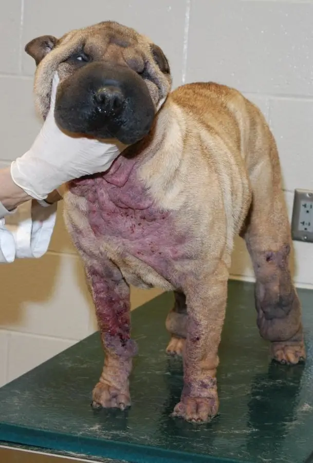 UD-demodicosis