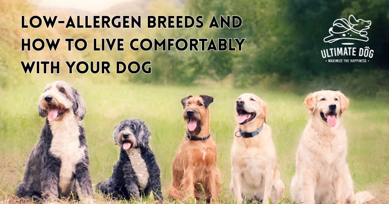 Hypoallergenic dogs