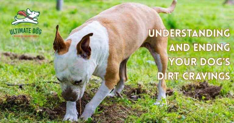 why would a dog eat dirt