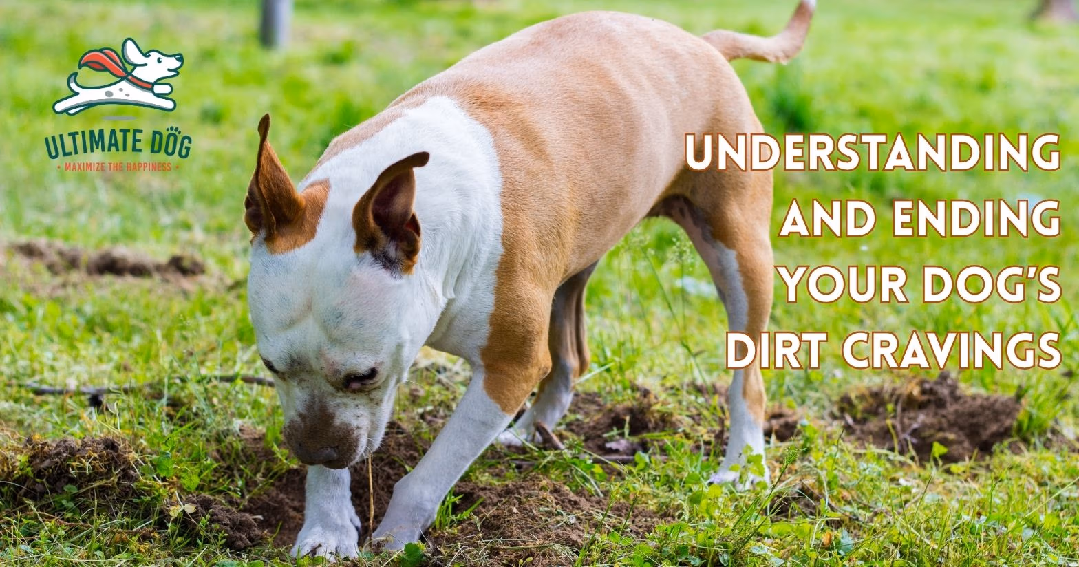 why would a dog eat dirt