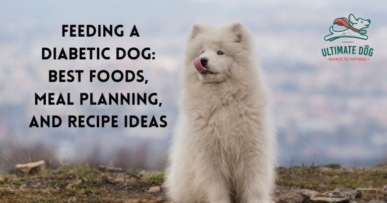 Dog Food for Diabetic Dogs