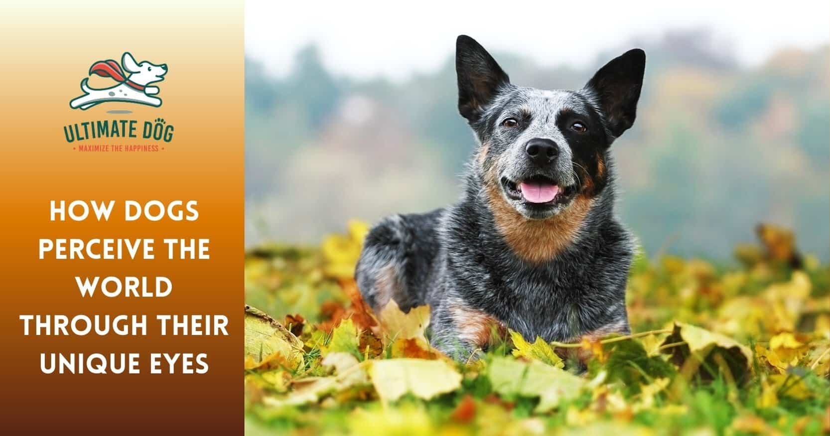 what colors can dogs see