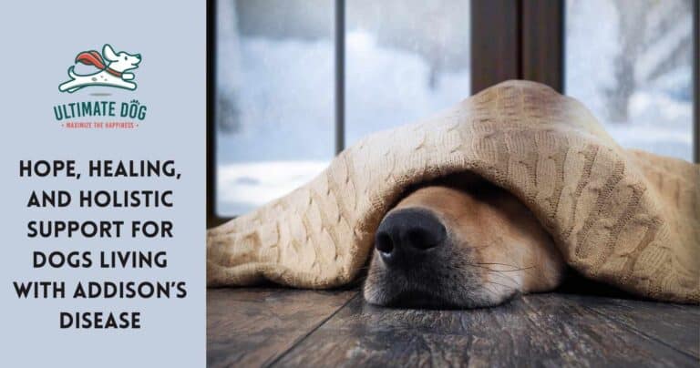 Addison's disease in dogs