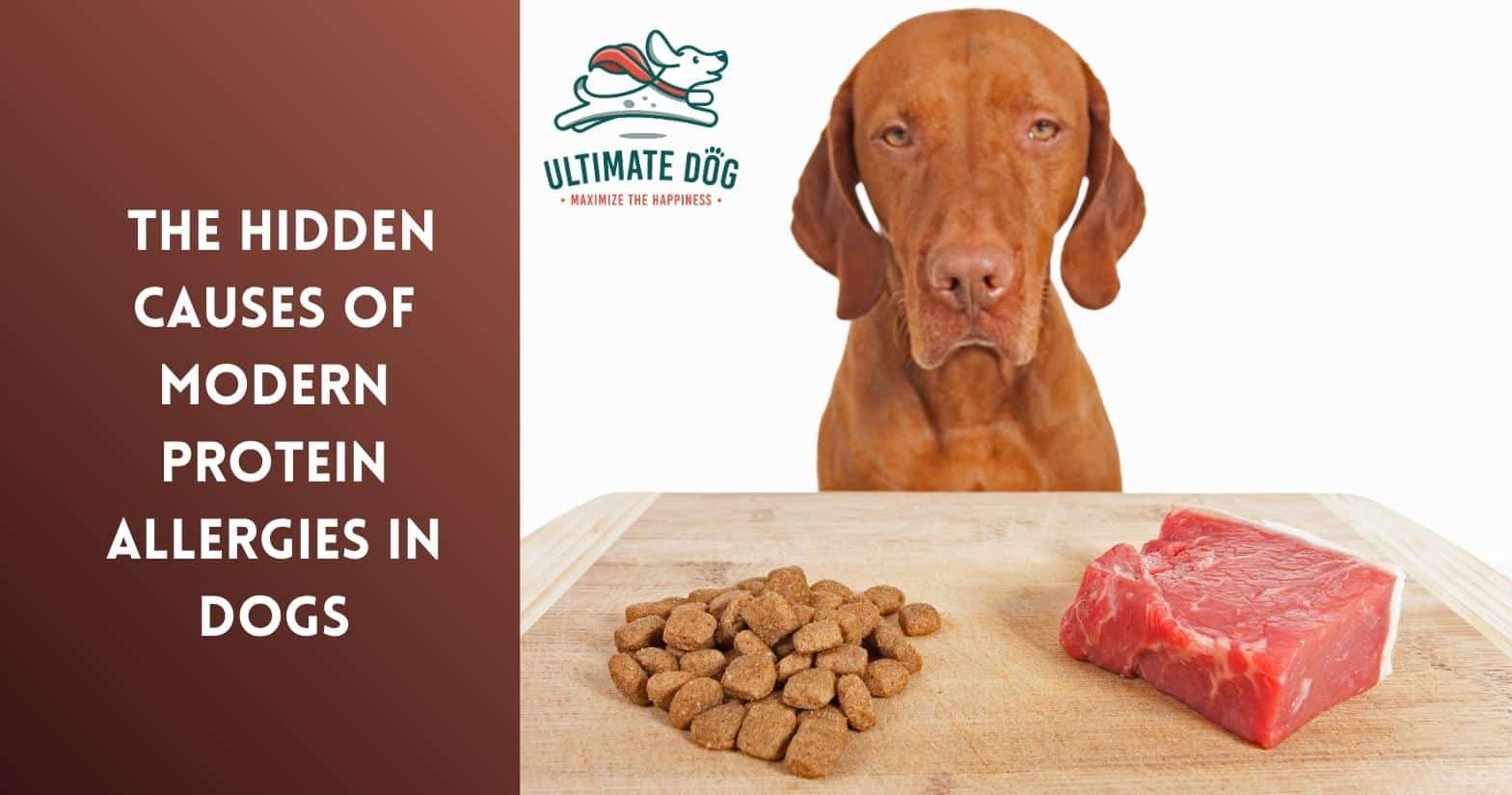 dog meat allergy