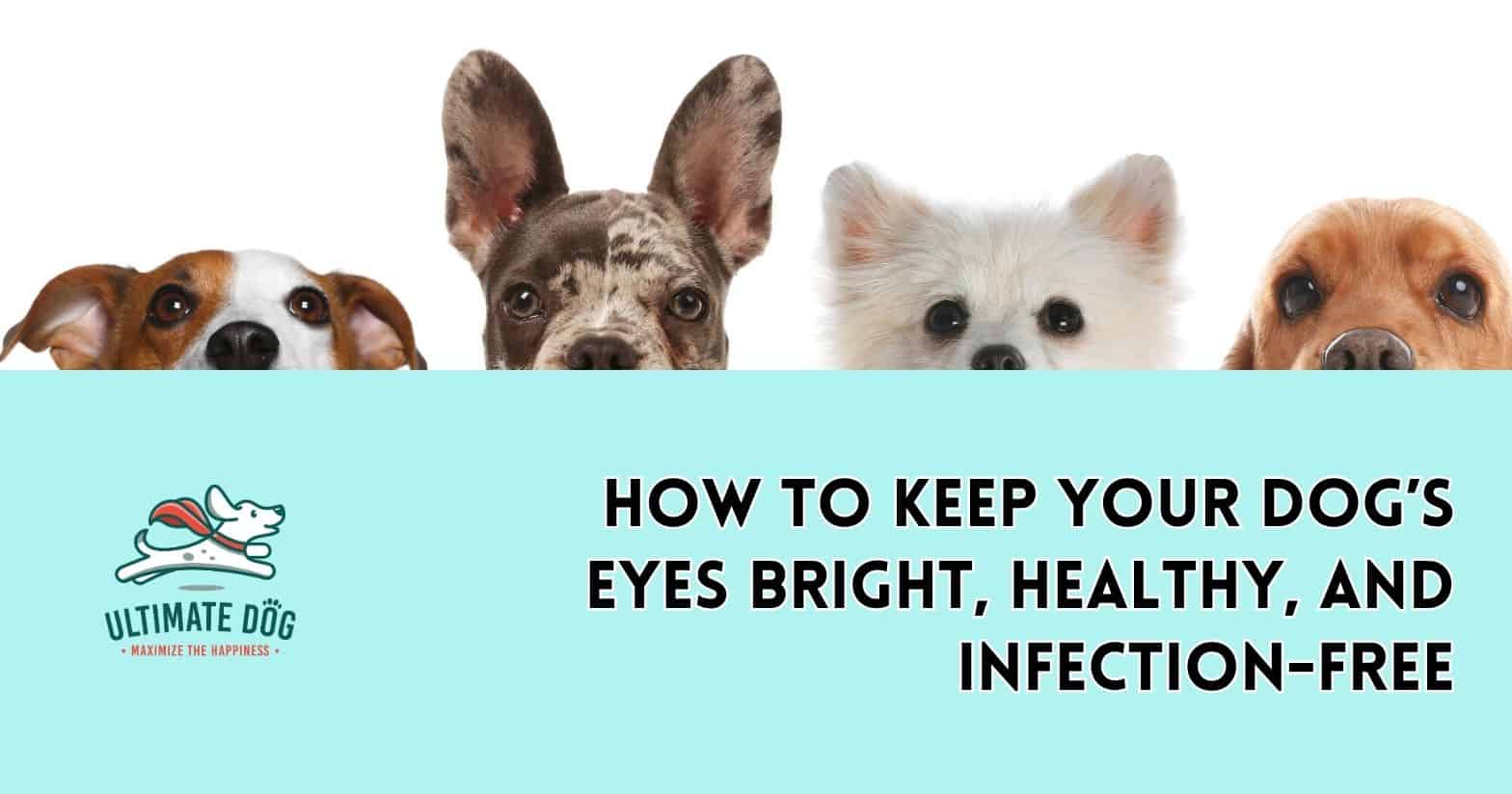 dog eye infection