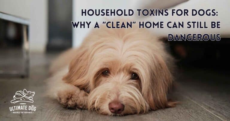 household toxins for dogs