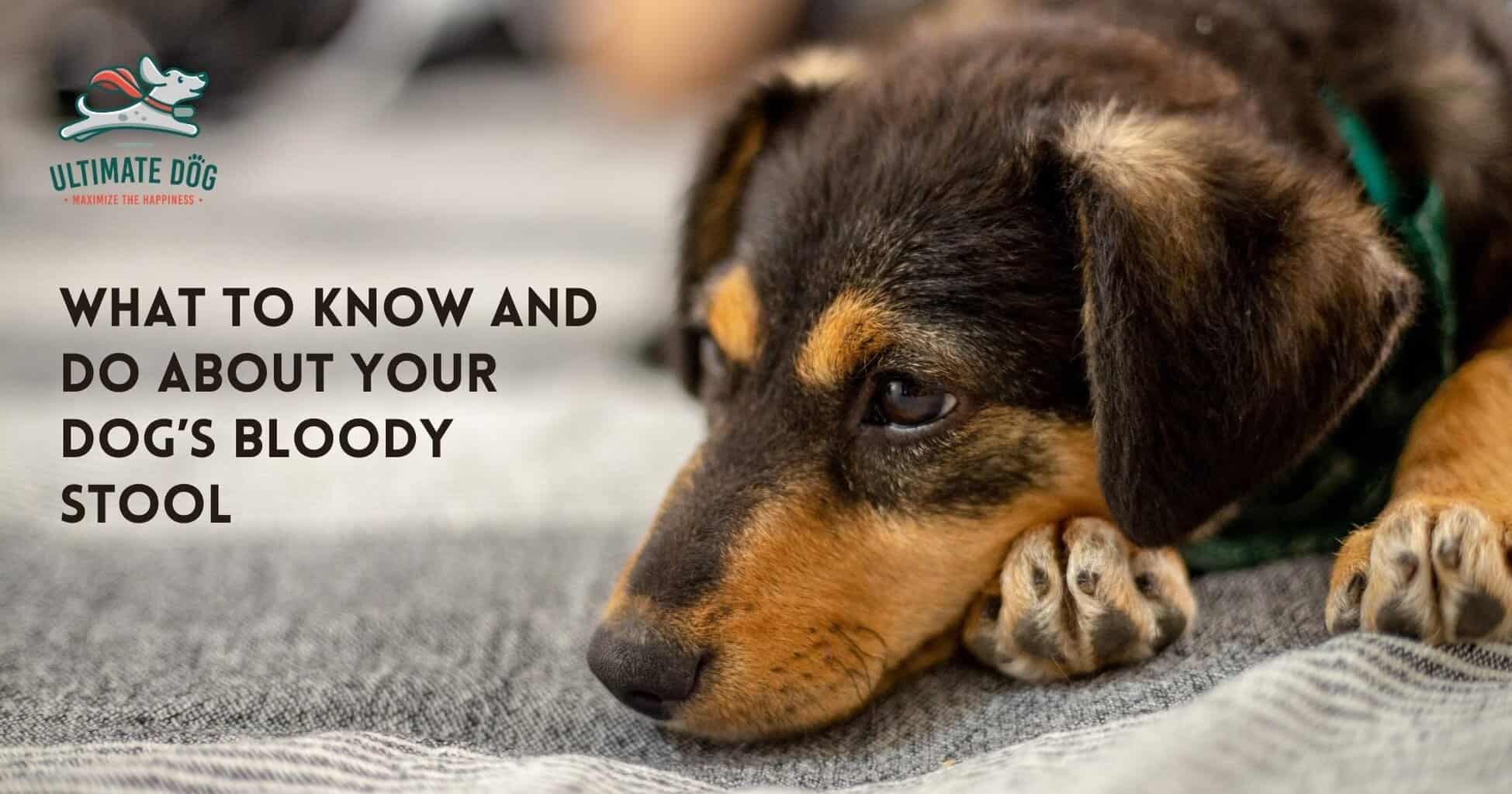 blood in dog's stool