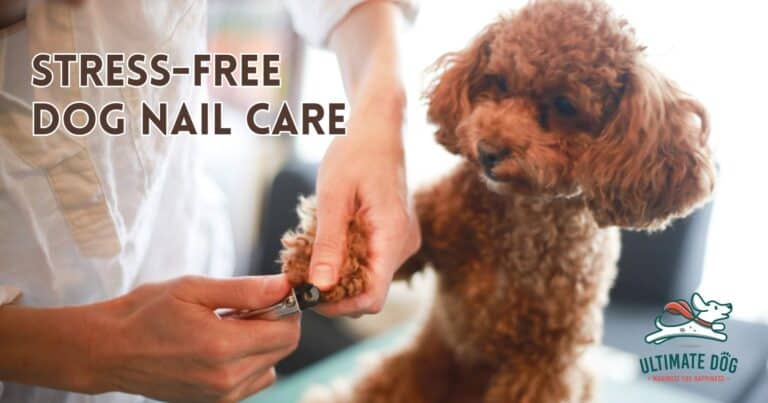 hopw to cut dog nails