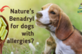 Quercetin for dogs