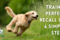 Dog recall training