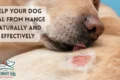 Mange in dogs