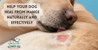 Mange in dogs