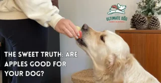 Are Apples Good For Dogs
