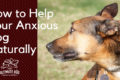 dog anxiety natural remedies