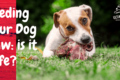 raw food for dogs