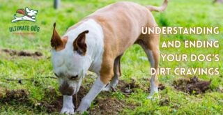 why would a dog eat dirt