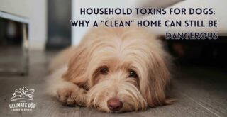 household toxins for dogs