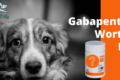 gabapentin for dogs