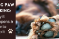 dogs licking paws